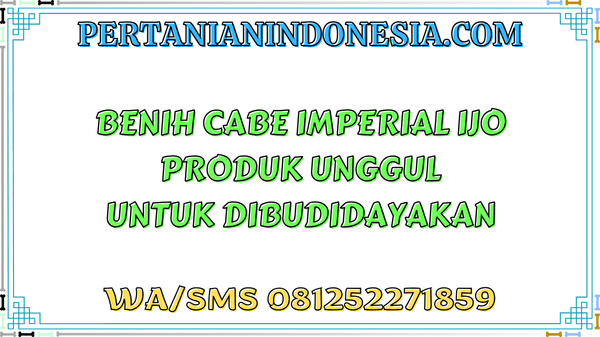 Benih Cabe Imperial Ijo Produk Unggul Untuk Dibudidayakan